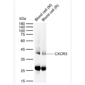 Anti-CXCR3 antibody -细胞表面趋化因子受体3（CD183）抗体,CXCR3
