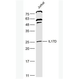 Anti-IL17D antibody -白介素-17D抗体