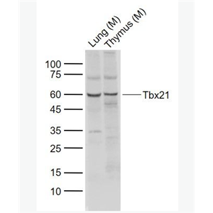 Anti-Tbx21 antibody -T细胞介导的转录调节因子Tbx21抗体
