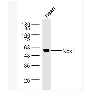 Anti-Nox1 antibody -有丝分裂氧化酶1抗体,Nox1