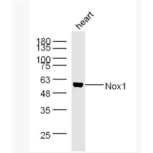 Anti-Nox1 antibody -有絲分裂氧化酶1抗體