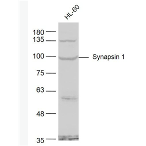 Anti-Synapsin 1 antibody -神经突触素1抗体