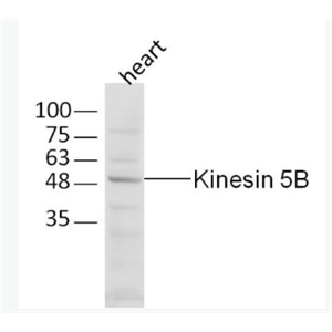 Anti-Kinesin 5B antibody -驱动蛋白KIF5B抗体