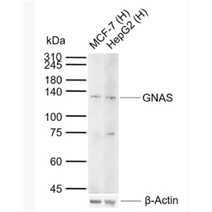 Anti-GNAS antibody -GNAS抗体