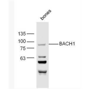 Anti-BACH1 antibody -转录调节蛋白BACH1抗体