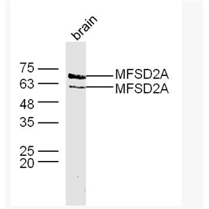 Anti-MFSD2A antibody -促进调解蛋白家族2A抗体,MFSD2A