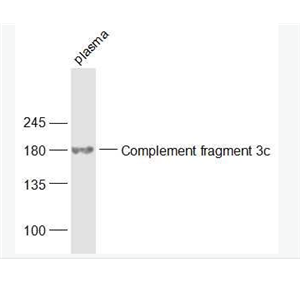 Anti-Complement fragment 3c antibody -补体片段C3c抗体