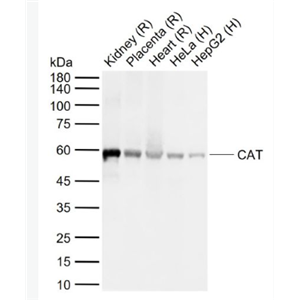 Anti-CAT antibody -过氧化氢酶抗体