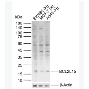 Anti-BCL2L15 antibody -BCL2样15促凋亡蛋白抗体
