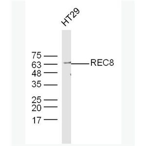 Anti-REC8 antibody -减数分裂重组蛋白家族REC8抗体