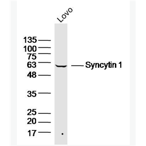 Anti-Syncytin 1 antibody -合胞素1抗体