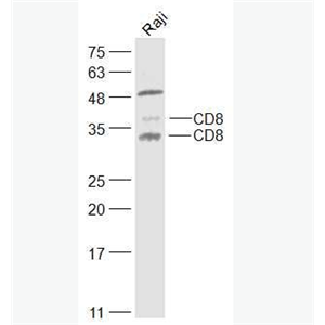 Anti-CD8 antibody -CD8抗体