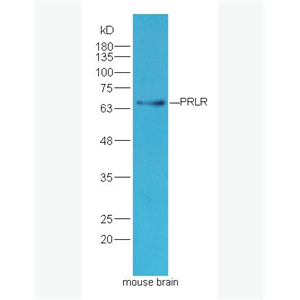 Anti-PRLR antibody -泌乳素受体抗体