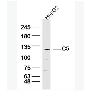 Anti-C5a antibody -补体C5抗体