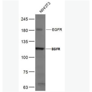 Anti-EGFR antibody -表皮生长因子受体抗体
