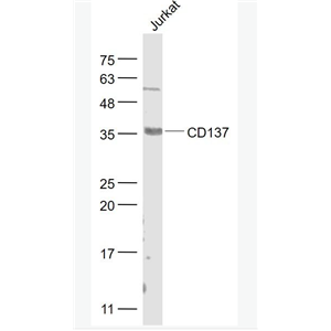 Anti-CD137 antibody -肿瘤坏死因子受体超家族成员9抗体