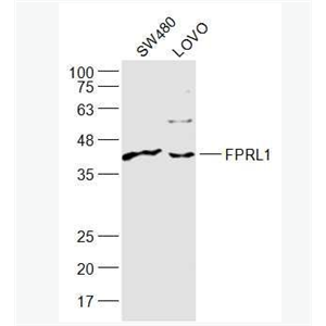 Anti-FPRL1 antibody -脂氧素受体1抗体