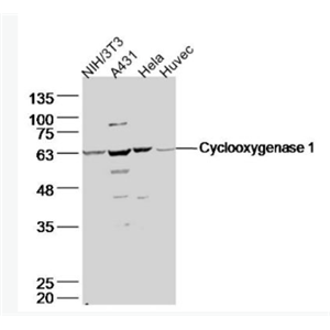 Anti-Cyclooxygenase 1 antibody -前列腺素氧化环化酶1抗体