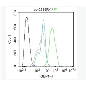 Anti-IGBP1 antibody -免疫球蛋白结合蛋白-1抗体