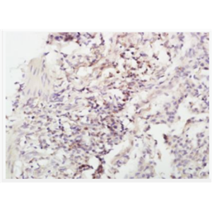 Anti-IL-4 antibody-白介素4抗體