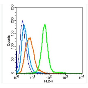 Anti-IFITM1 antibody-干扰素诱导跨膜蛋白1抗体,IFITM1