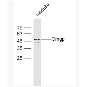 Anti-Omgp antibody-少突细胞髓磷脂糖蛋白抗体,Omgp