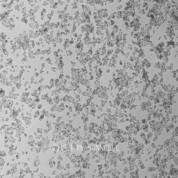 人结肠腺癌细胞,LS 174T