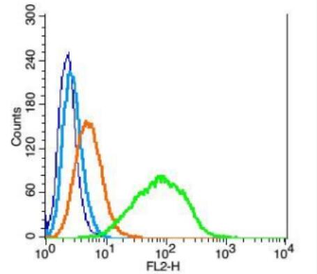 Anti-ChRM2 antibody-毒蕈堿型乙酰膽堿受體M2抗體,ChRM2