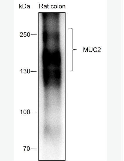 Anti-MUC2 antibody-粘蛋白-2/上皮膜抗原2重组兔单克隆抗体,MUC2