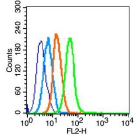 Anti-CCR-2  antibody-细胞表面趋化因子受体2抗体,CCR-2