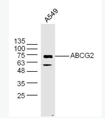 Anti-ABCG2 antibody-三磷酸腺苷结合转运蛋白G超家族成员2抗体,ABCG2