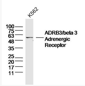 Anti-ADRB3 antibody-β3腎上腺素能受體抗體,ADRB3