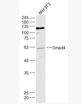 Anti-Smad4 antibody-Smad4抗体,Smad4