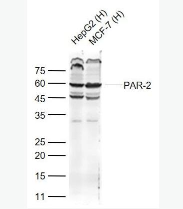 Anti-PAR-2antibody-蛋白酶激活受體-2抗體,PAR-2