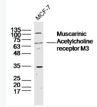 Anti-Muscarinic Acetylcholine receptor M3 antibody-毒蕈碱型乙酰胆碱受体M3抗体,Muscarinic Acetylcholine receptor M3