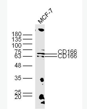 Anti-CD166  antibody-活化白细胞粘附分子抗体,CD166