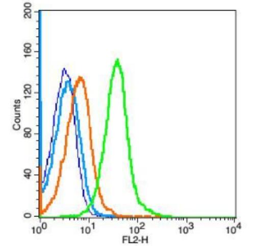 Anti-VEGFR1 antibody-血管内皮生长因子受体1抗体,VEGFR1