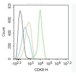 Anti-CDK8 antibody-周期素依赖性激酶8抗体