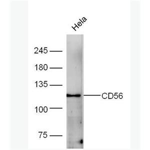 Anti-CD56 antibody-神经细胞粘附分子1抗体,CD56