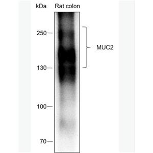 Anti-MUC2 antibody-粘蛋白-2/上皮膜抗原2重组兔单克隆抗体