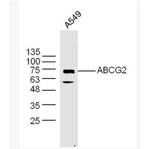 Anti-ABCG2 antibody-三磷酸腺苷结合转运蛋白G超家族成员2抗体