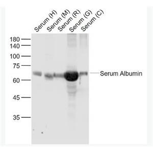 Anti-Bovine Serum Albumin antibody-牛血清白蛋白抗体