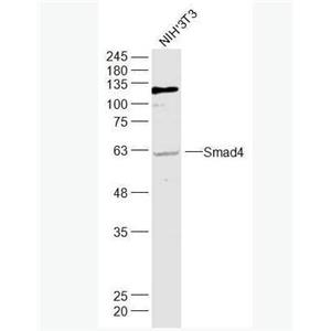 Anti-Smad4 antibody-Smad4抗体