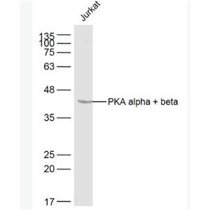 Anti-PKA alpha + beta antibody-蛋白激酶A抗体