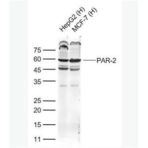 Anti-PAR-2antibody-蛋白酶激活受体-2抗体