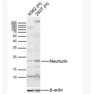 Anti-Neurturin  antibody-神经营养因子抗体