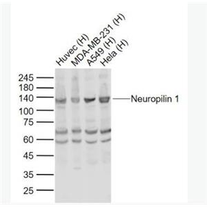 Anti-Neuropilin 1 antibody-神经纤毛蛋白1抗体