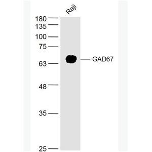 Anti-GAD67 antibody-谷氨酸脱羧酶67抗体