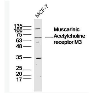 Anti-Muscarinic Acetylcholine receptor M3 antibody-毒蕈碱型乙酰胆碱受体M3抗体,Muscarinic Acetylcholine receptor M3