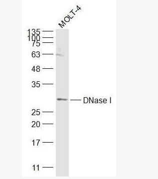 Anti-DNase I antibody-脱氧核糖核酸酶1抗体,DNase I